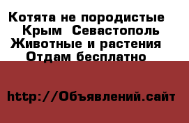 Котята не породистые - Крым, Севастополь Животные и растения » Отдам бесплатно   